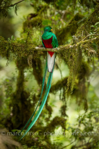 Costa Rica uccelli-54